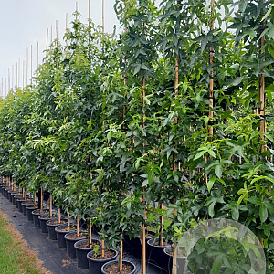 Liquidambar s. 'SlenderSilhouette' 4-6 cm container geveerd