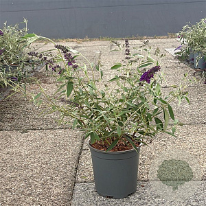 Buddleja d. 'Black Knight' 30-40 cm 6,5L