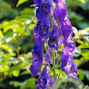 Aconitum carm. 'Arendsii' GM P9 BIO