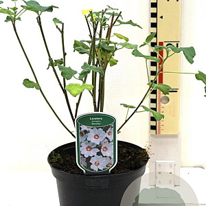 Lavatera 'Barnsley' GM P9 BIO