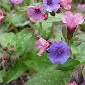 Pulmonaria s. 'Mrs Moon' GM P9 BIO