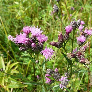Serratula tinctoria GM P9 BIO