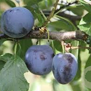 Prunus domestica 'Belle de Louvain' 16-18 cm draadkluit