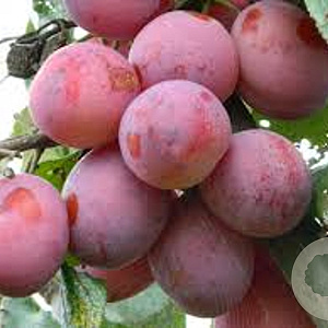 Prunus domestica 'Victoria' 16-18 cm draadkluit
