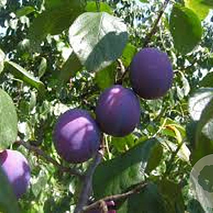Prunus domestica 'Allo' 14-16 cm draadkluit 50 cm stam 5 etages lage leivorm
