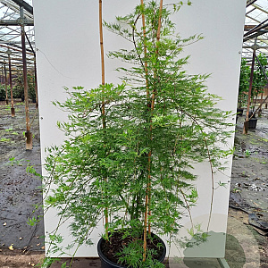 Acer pal. 'Emerald Lace' 100-125 cm 40L meerstammig