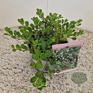 Arctostaphylos uva-ursi 15-20 cm C1.5