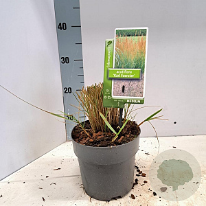 Calamagrostis acut. 'Karl Foerster' 30-40 cm 2,5L