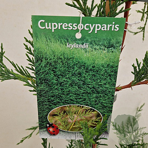Cupressocyparis leylandii 100-110 cm 3,0L