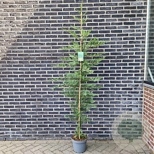 Cupressocyparis leylandii 200 cm 7,5L