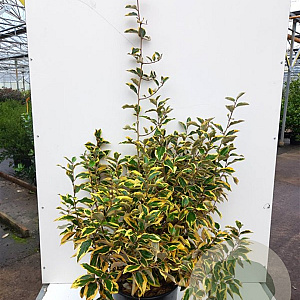 Elaeagnus ebb. 'Gilt Edge' 125-150 cm 40L struik