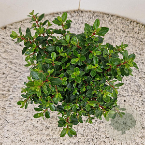 Escallonia 'Red Dream' 20-25 cm 2,5L