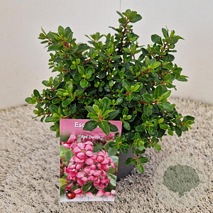 Escallonia 'Red Dream' 20-25 cm 2,5L