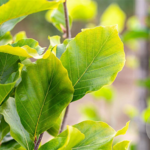 Fagus syl. 'Dawyck Gold' 150-175 cm met kluit geveerd