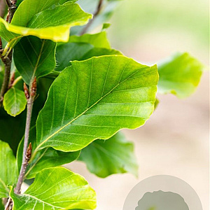 Fagus syl. 'Dawyck Gold' 150-175 cm met kluit geveerd