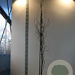 Fagus syl. 'Dawyck Purple' 150-175 cm met kluit