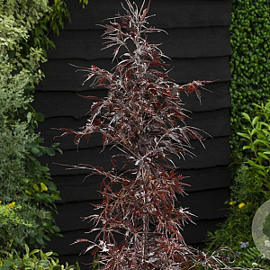 Fagus syl. Midnight Feather 125-150 cm met kluit