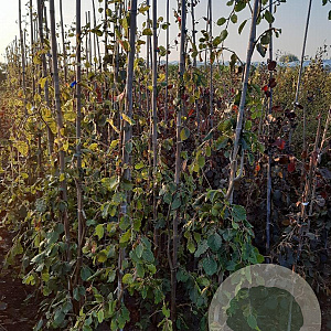 Fagus syl. 'Pendula' 150-175 cm met kluit