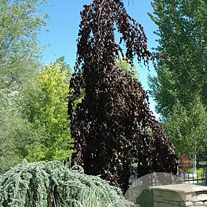 Fagus syl. 'Purple Fountain' 125-150 cm met kluit