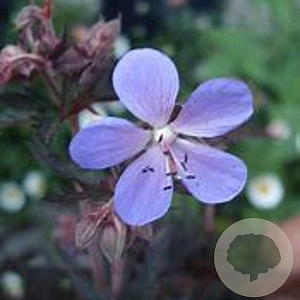 Geranium pr. 'Hocus Pocus' GM P9