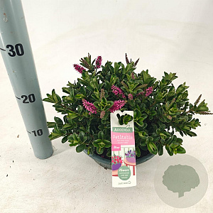 Hebe Hebepetita Pink 15 cm 5,0L compact