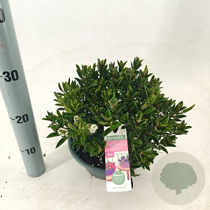 Hebe Hebepetita White 15 cm 5,0L compact