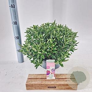 Hebe Hebepetita White 15 cm 5,0L compact