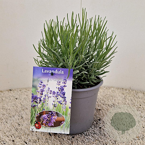 Lavandula ang. 'Munstead' 15-20 cm C1.5