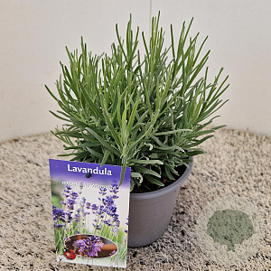 Lavandula ang. 'Munstead' 15-20 cm C1.5