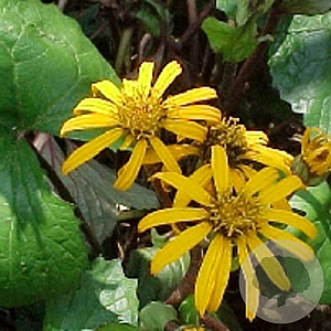 Ligularia d. 'Desdemona' GM P9