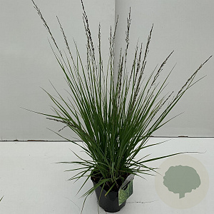 Molinia caerulea 'Edith Dudszus' 25-30 cm 2,0L vierkant