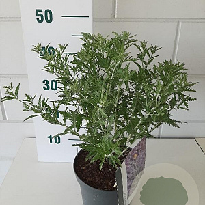 Perovskia 'Blue Spire' 30-35 cm 3,0L