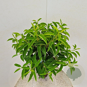 Prunus l. 'Angustifolia' 90 cm stam 5,0L