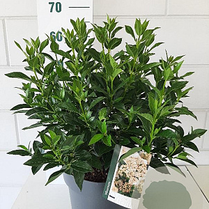 Viburnum tinus 35-40 cm 10L