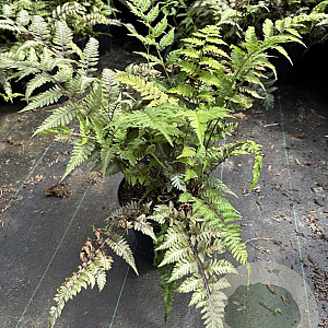 Athyrium niponicum 'Red Beauty' GM 2,0L