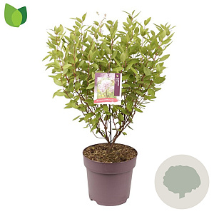 Ceanothus pallidus 'Marie Simon' 50-60 cm 10L