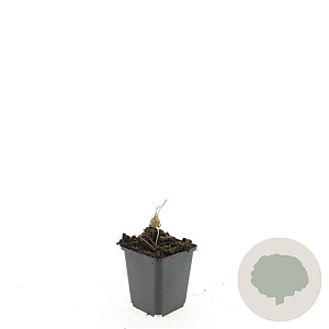 Geranium Rozanne GM P9
