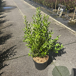 Ligustrum ovalifolium 60-80 cm 10L