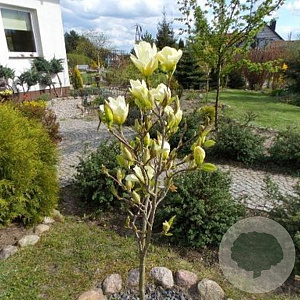 Magnolia 'Yellow River' 125-150 cm 50L meerstammig