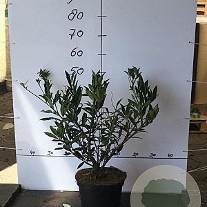 Prunus l. 'Otto Luyken' 40-60 cm 7,5L