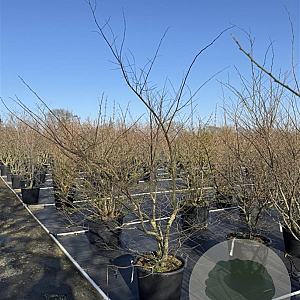 Zelkova serrata 150-175 cm 50L meerstammig