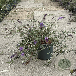 Buddleja d. 'Nanho Blue' 30-40 cm 6,5L