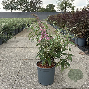 Buddleja d. 'Pink Delight' 30-40 cm 6,5L