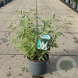 Buddleja d. 'White Profusion' 30-40 cm 3,5L