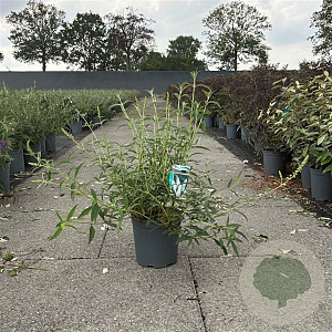 Buddleja d. 'White Profusion' 30-40 cm 6,5L