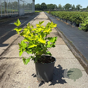 Physocarpus opulif. 'Dart's Gold' 50-60 cm 6,5L