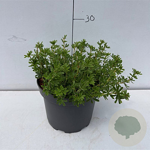 Potentilla f. 'Tangerine' 25-30 cm 3,5L