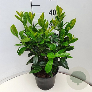 Prunus l. 'Novita' 40-50 cm 5,0L