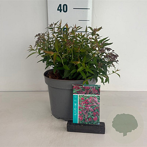 Spiraea jap. 'Anthony Waterer' 20-30 cm 3,5L