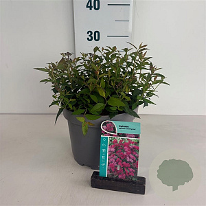 Spiraea jap. 'Country Red' 20-30 cm 3,5L
